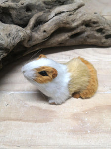 Guinea Pig - White, Tan and Brown