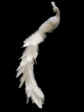 Silver Regal Peacock with Long Tail